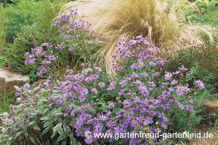 Grandioses Trio: Aster amellus, Salvia officinalis 'Tricolor', Nassella tenuissima