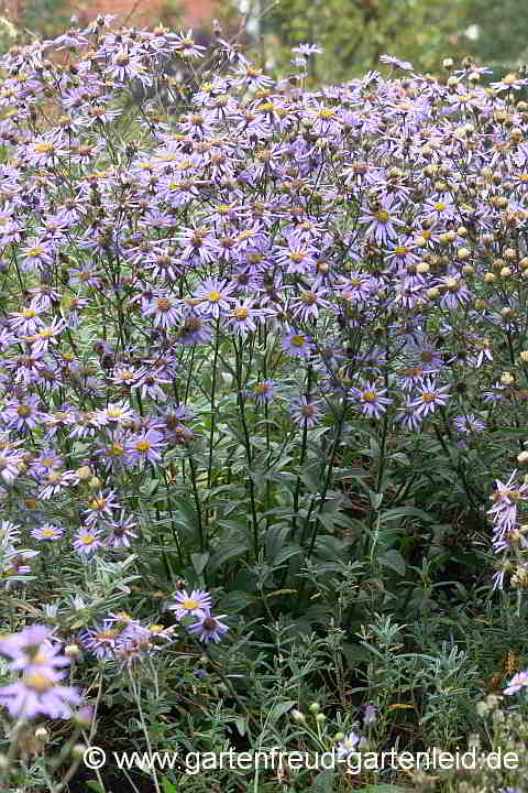 Aster amellus – Berg-Aster, Kalk-Aster