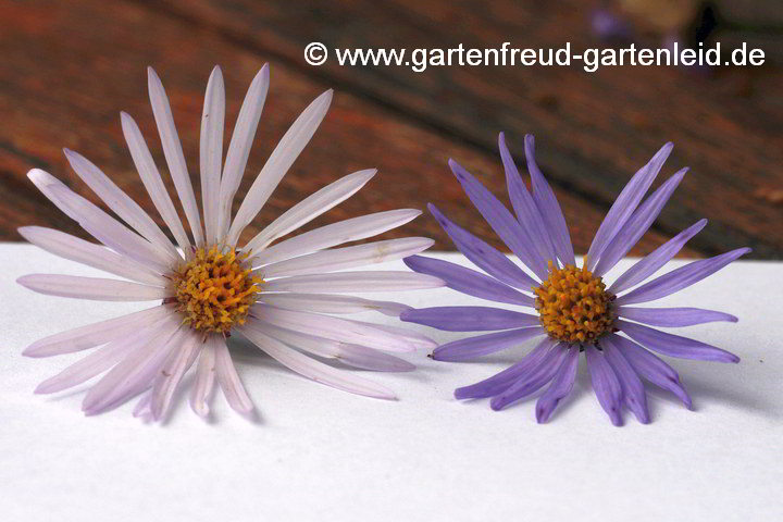 Aster pyrenaeus 'Lutetia' (Pyrenäen-Aster) und Aster amellus (Berg-Aster)