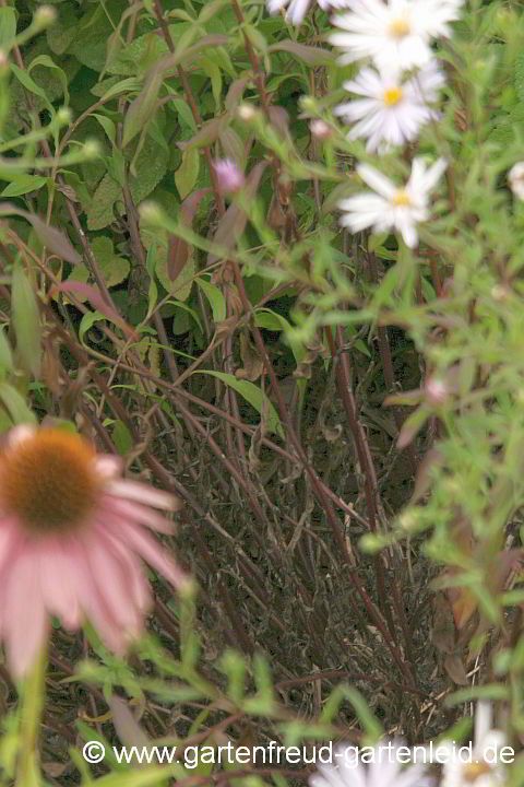 Aster pyrenaeus 'Lutetia' – Pyrenäen-Aster, verkahlt