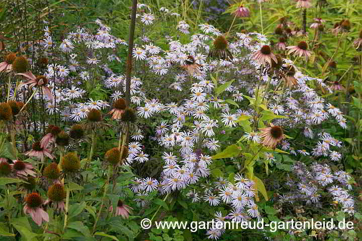 Aster pyrenaeus 'Lutetia' – Pyrenäen-Aster