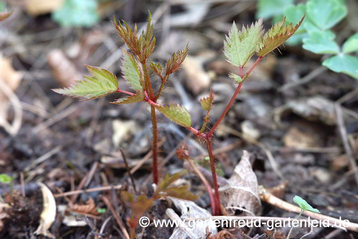 Astilbe x arendsii – Garten-Astilbe, Austrieb