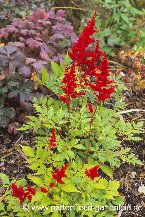 Astilbe x arendsii `Spinell´ – Garten-Astilbe