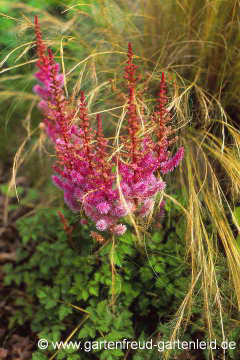 Astilbe chinensis – Prachtspiere, China-Astilbe