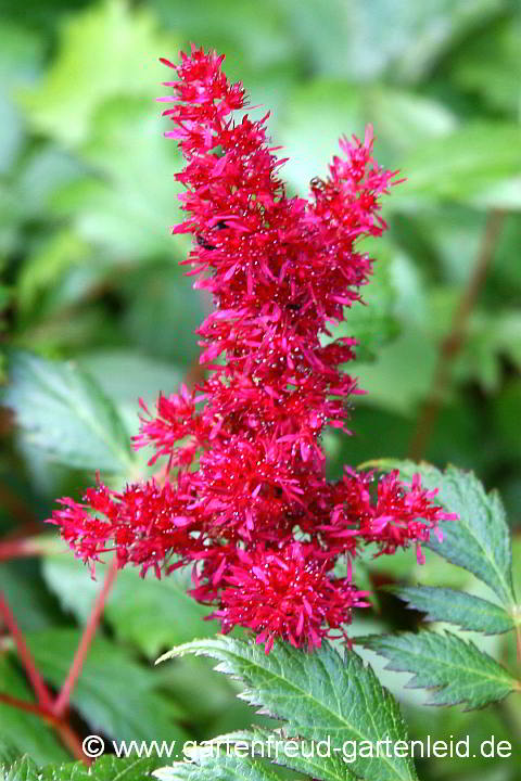 Astilbe x arendsii 'Fanal' – Astilbe, Prachtspiere