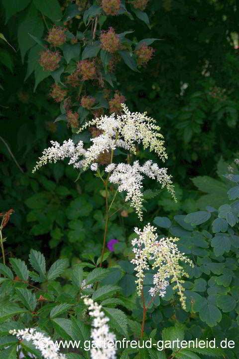 Astilbe x arendsii `Brautschleier´ – Garten-Astilbe