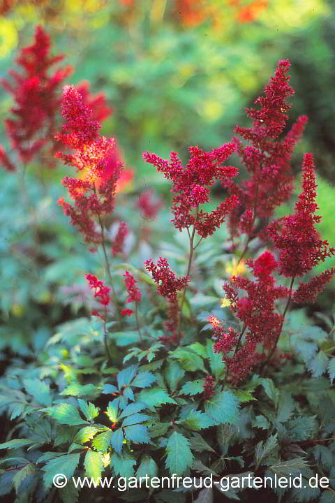 Astilbe x arendsii `Fanal´ – Garten-Astilbe