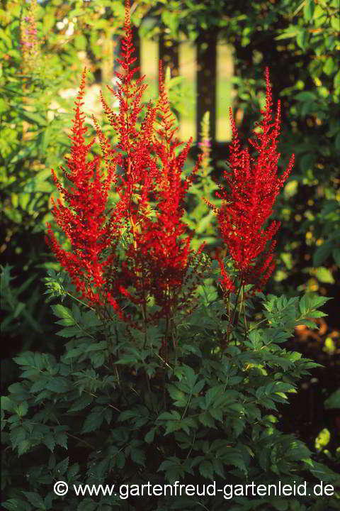 Astilbe x arendsii `Glut´ – Garten-Astilbe