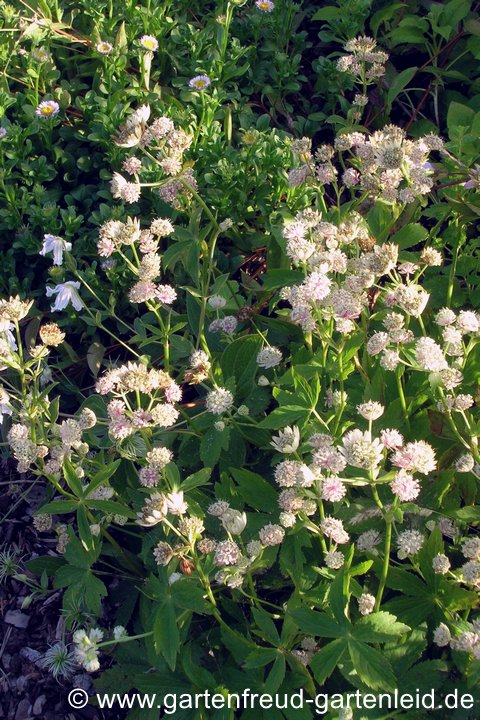 Astrantia major &ndash; Gro&szlig;e Sterndolde, alte Pflanze