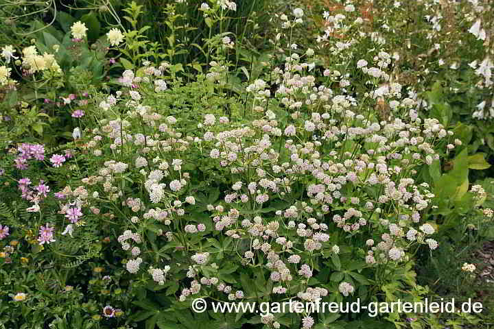 Astrantia major – Große Sterndolde