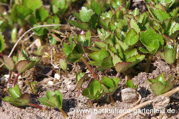 Astrantia major – Große Sterndolde, Austrieb