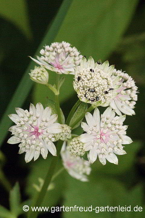 Astrantia major – Große Sterndolde, Blüten