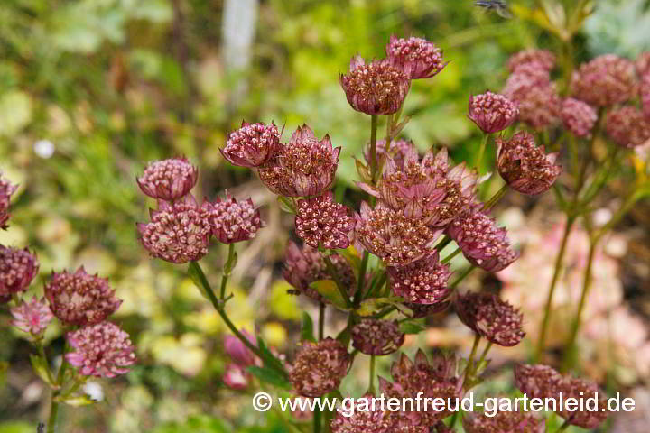 Astrantia major 'Rubra' – Große Sterndolde