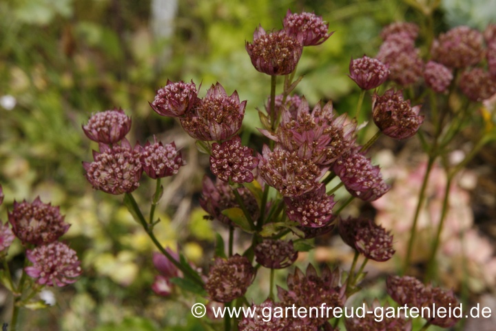 Astrantia major 'Rubra' &ndash; Gro&szlig;e Sterndolde