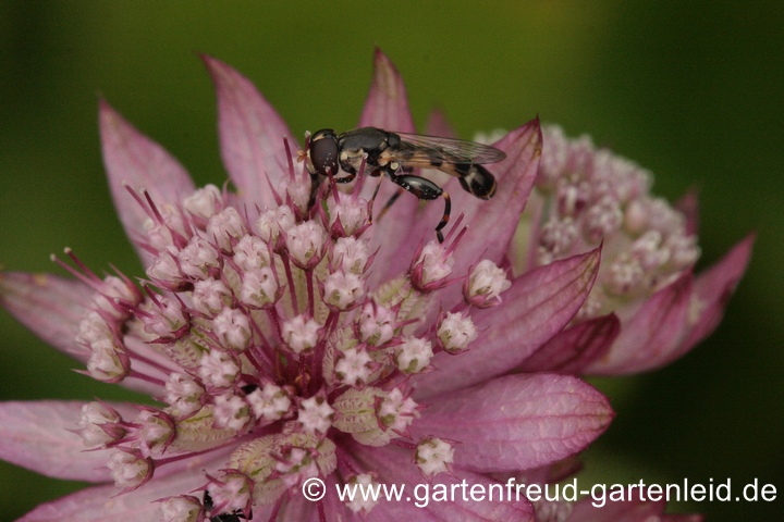 Astrantia major 'Rubra' &ndash; Gro&szlig;e Sterndolde mit Keulenschwebfliege