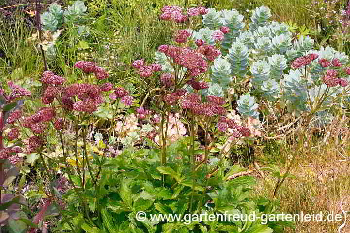 Astrantia major 'Rubra' – Große Sterndolde