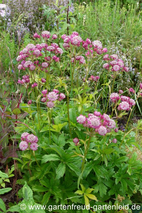 Astrantia major 'Ruby Cloud' &ndash; Gro&szlig;e Sterndolde