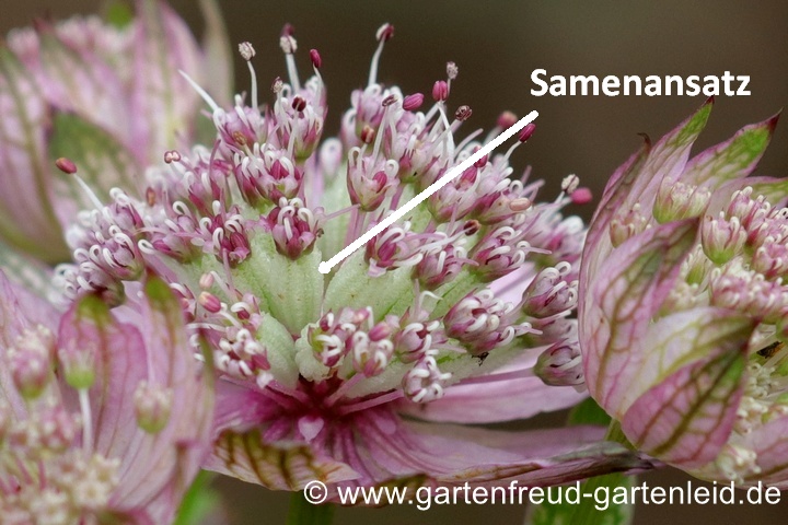 Astrantia major 'Ruby Cloud' &ndash; Gro&szlig;e Sterndolde mit Samenansatz
