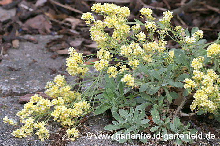 Aurinia saxatilis 'Sulphureum' – Felsen-Steinkresse