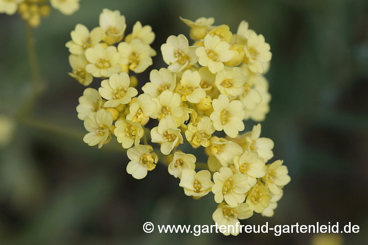 Aurinia saxatilis 'Sulphureum' – Felsen-Steinkresse