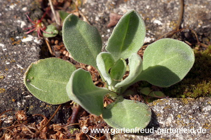 Aurinia saxatilis 'Sulphureum' – Felsen-Steinkresse, Sämling