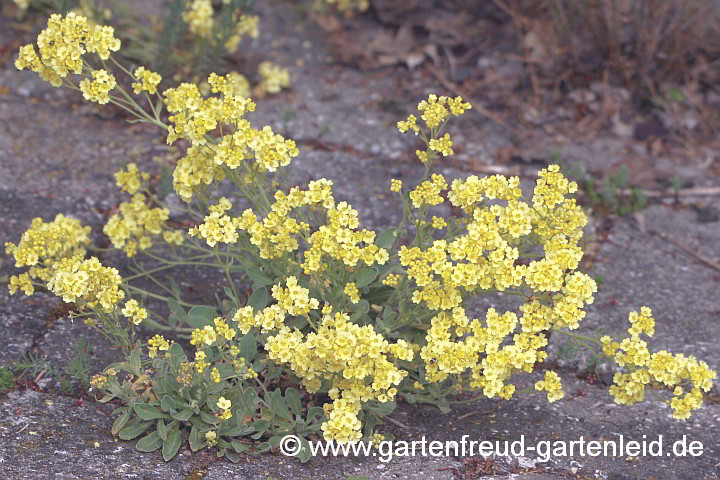 Aurinia saxatilis 'Sulphureum' – Felsen-Steinkresse, blühende Jungpflanze