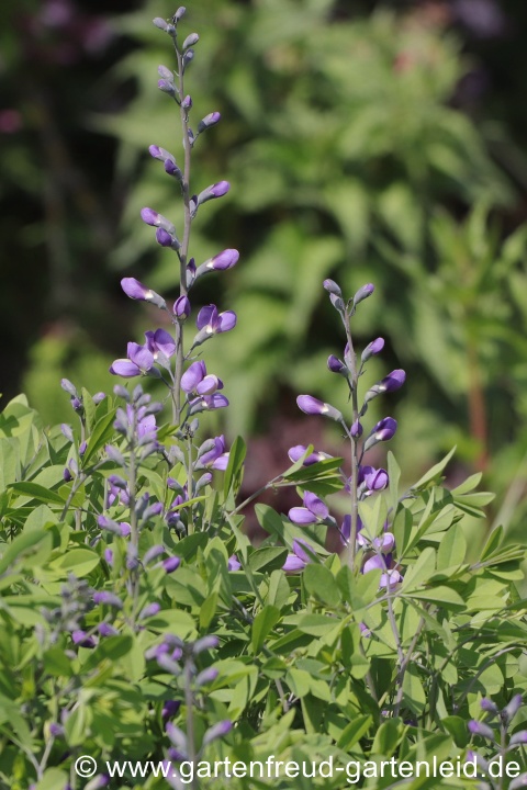 Baptisia 'Purple Smoke' (Indigolupine) – Blütenstände