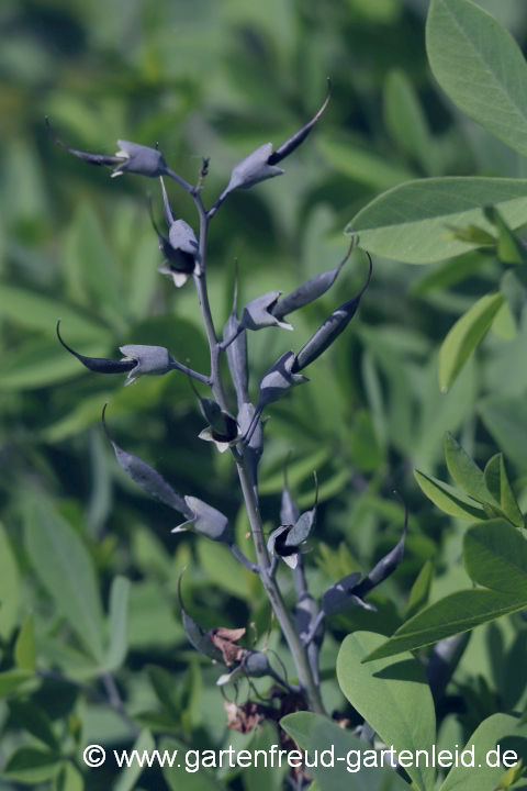 Baptisia 'Purple Smoke' (Indigolupine) – Samenstände