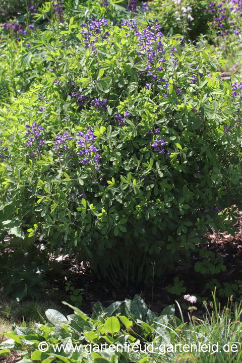 Baptisia `Purple Smoke´ – Indigolupine, Blaue Färberhülse