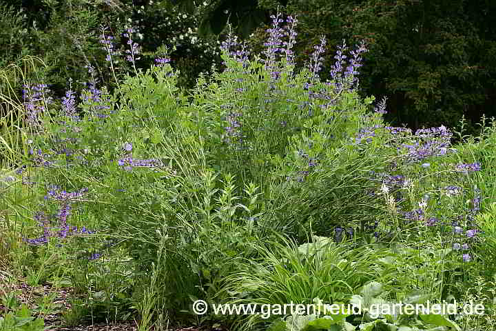 Baptisia australis – Indigolupine 2019