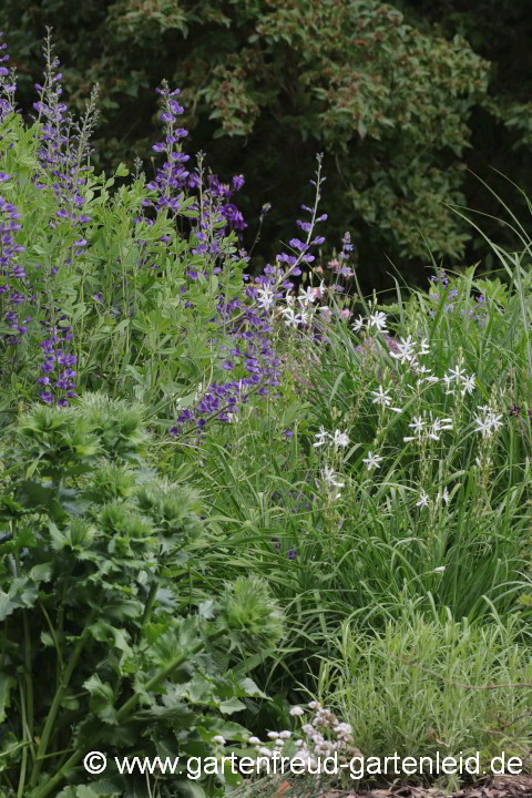 Baptisia australis mit Anthericum liliago – Blaue Färberhülse (Indigolupine) mit Graslilie