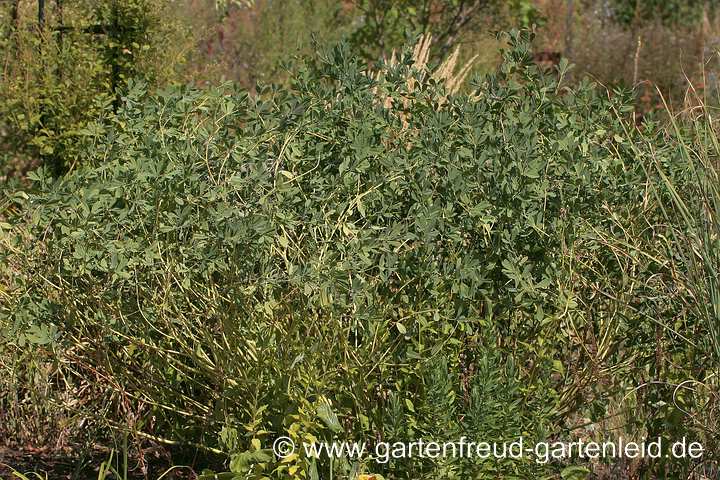 Baptisia australis – Indigolupine Ende August 2018