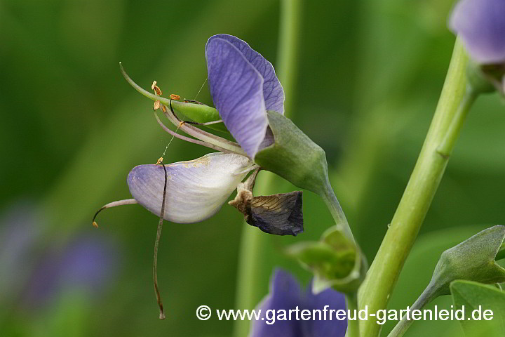 Baptisia australis – Indigolupine, Blüte mit Fruchtansatz