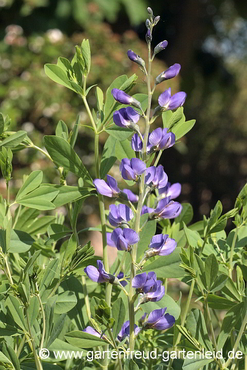 Baptisia australis – Indigolupine, Blütenstand