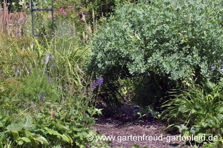 Baptisia australis – Indigolupine