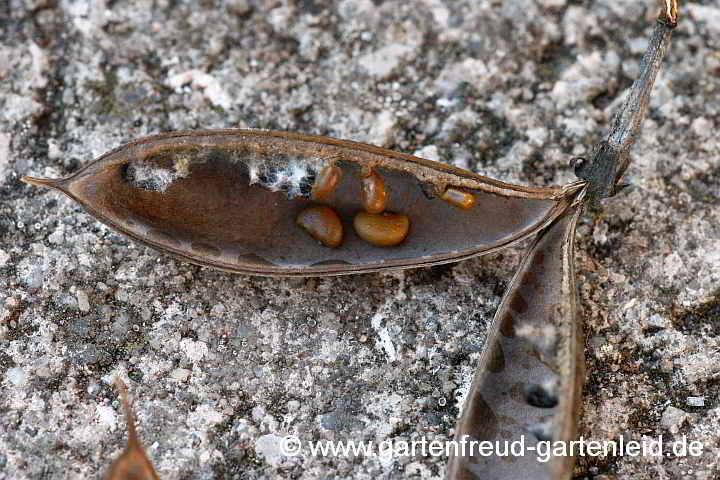 Baptisia australis – Indigolupine, Samen