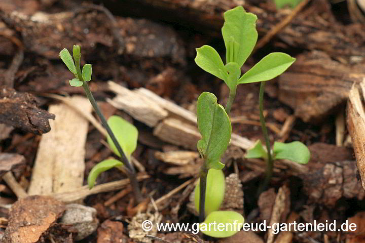 Baptisia australis – Indigolupine, Sämlinge