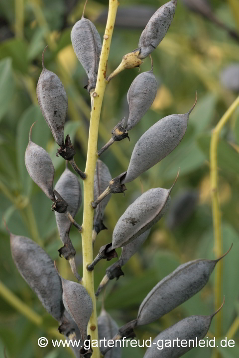 Baptisia australis – Blaue Färberhülse (Indigolupine), Austrieb