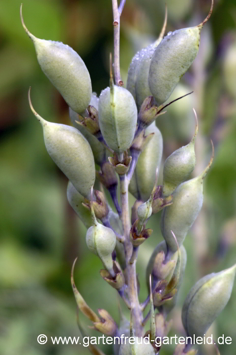 Baptisia australis var. minor – Kleine Indigolupine, Samenstände