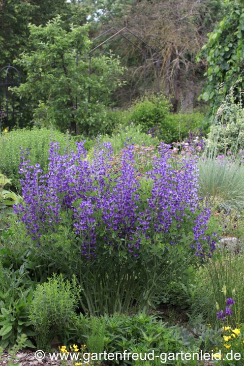 Baptisia australis var. minor – (Kleine) Indigolupine, Blaue Färberhülse