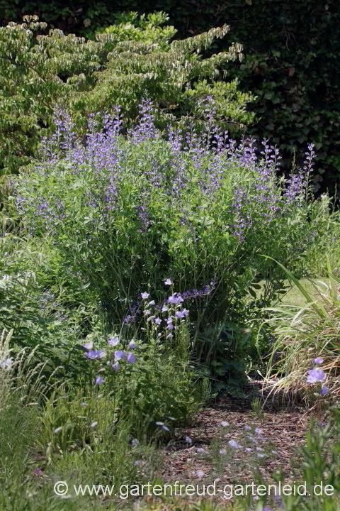 Baptisia australis – Blaue Färberhülse