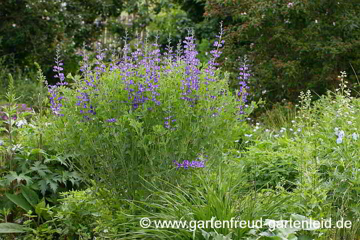 Baptisia australis – Indigolupine, Blaue Färberhülse