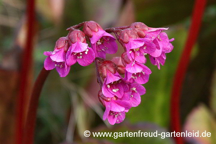 Bergenia `Winterglut´ – Bergenie