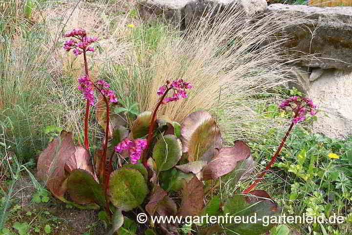 Bergenia 'Winterglut' – Bergenie