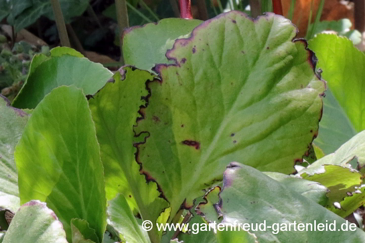 Bergenia cordifolia – Altai-Bergenie, Blatt