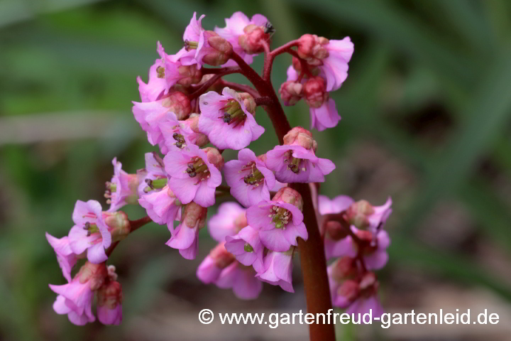 Bergenia cordifolia – Altai-Bergenie, Blüten