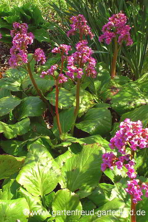 Bergenia cordifolia – Altai-Bergenie