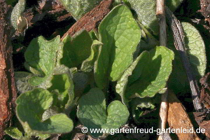 Brunnera macrophylla – Großblättriges Kaukasus-Vergissmeinnicht, Austrieb