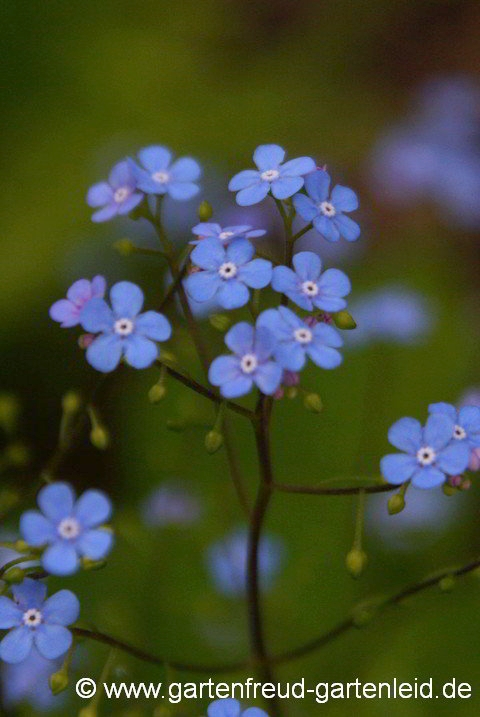 Brunnera macrophylla – Großblättriges Kaukasusvergissmeinnicht