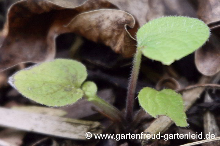 Brunnera macrophylla – Großblättriges Kaukasusvergissmeinnicht, Sämling